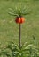 Fritillaria imperialis or crown imperial in the park with still closed blossoms.