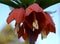 Fritillaria imperialis flower close-up from below