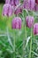 Fritillaria meleagris