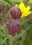 Fritillaria meleagris