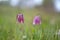 Fritillaria meleagris