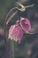 Fritillaria meleagris