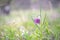 Fritillaria meleagris. Endangered wild Chess Flower on a Meadow