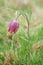 Fritillaria meleagris flower growing wiildly in the field