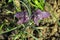 Fritillaria meleagris known as leper lily, snake`s head fritillary, chess flower, drooping tulip, guinea-hen or guinea flower - UK