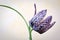 Fritillaria Meleagris - Leper Lily