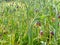 Fritillaria michailovskyi burgendy bell shaped flowers edge in yellow