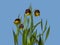 Fritillaria michailovskyi flowers against a plain blue background