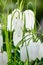Fritillaria plant in the lily family