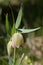 Fritillaria pontica - Wild plant shot in the spring.