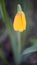 Fritillaria Pudica