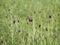 Fritillaria Ruthenica. Spring flowers on a meadow