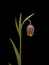 Fritillaria Uva-Vulpis Flower on a Black Background