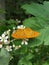 Fritillary butterfly with a blackberry blossoms branch