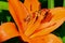 Fritillary butterfly hiding inside orange lily