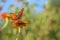 Fritillary Butterfly on orange flower