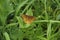 Fritillary Butterfly Resting on leaves in Summit County  Utah.