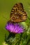 Fritillary Butterfly on spear thistle