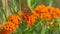 Fritillary butterfly species on butterfly milkweed flowers in grasslands of the Crex Meadows Wildlife Area Northern Wisconsin