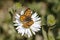 Fritillary Butterfly on Wildflower