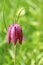 Fritillary flower in Spring