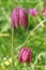 Fritillary flower in Spring