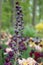 Fritillary Fritillaria persica, flowering in a field of tulips