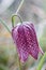 Fritillary with morning dew