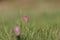 The fritillary named Snake`s Head with a purple chequered flower with green background.