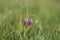 The fritillary named Snake`s Head with a purple chequered flower with green background.