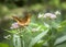 Frittillary Butterfly on Joe Pie Weed