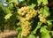 Friulano grape, also known as Sauvignon Vert, hanging on a vine just before the harvest
