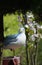 Frivolous Gull (Larus cachinnans)