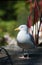 Frivolous Gull (Larus cachinnans)