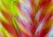 Frizea (Vriesea)