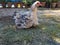 Frizzle broody hen and her chick hiding under her feathers