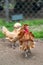 Frizzle chicken in a farm yard