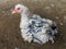 Frizzle Cochin hen dust bathing in a dirt