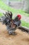 Frizzle cockerel in a farm yard