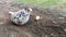 Frizzle hen with chickens searching for worms in the garden