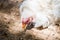 Frizzle white hen with feathered plumage pecking food