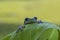 frog, amphibians, animal, animales, animals, animalwildlife, crocodile, dumpy, dumpyfrog, face, frog, green, macro, mammals,