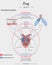 Frog Anatomy circulatory system, heart, lung, skins illustration