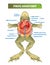 Frog anatomy labeled vector illustration scheme. Educational preparation.