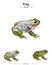Frog Anatomy template
