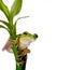 Frog on bamboo branch