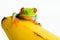 Frog on a banana