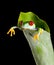 Frog in banana leaf
