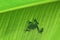 Frog on a banana leaf