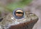 Frog on the Banks of a Pond